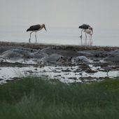  Lake Manyara, TZ